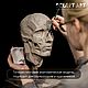 Анатомическое пособие. Нос. Манекены. Sculpt Art. Интернет-магазин Ярмарка Мастеров.  Фото №2