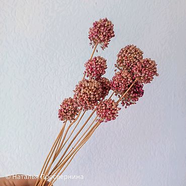 Аллиум (дикий лук) сухоцвет. . Материалы для творчества ручной работы - Ярмарка Мастеров Материалы для творчества ручной работы. Ярмарка Мастеров - ручная работа Аллиум (дикий лук) сухоцвет. Handmade.