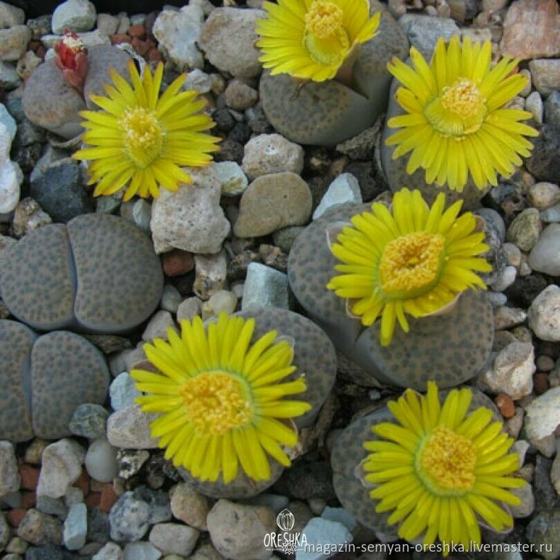Суккулент Литопс Lithops fulviceps lydiae C-219 семена 10 ШТ купить в ...