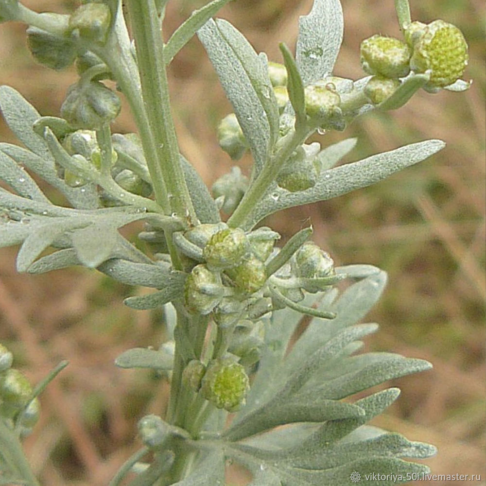 Полин фото. Полынь горькая (Artemisia absinthium). Полынь горькая чернобыльник. Полынь Горная чернобыльник. Полынь Вормвуд.