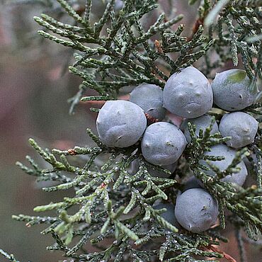 Духи – купить на Ярмарке Мастеров | Ручная работа и хенд мейд