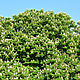 Фотография для печати Цветение каштанов / Photo Chestnut Blossom
