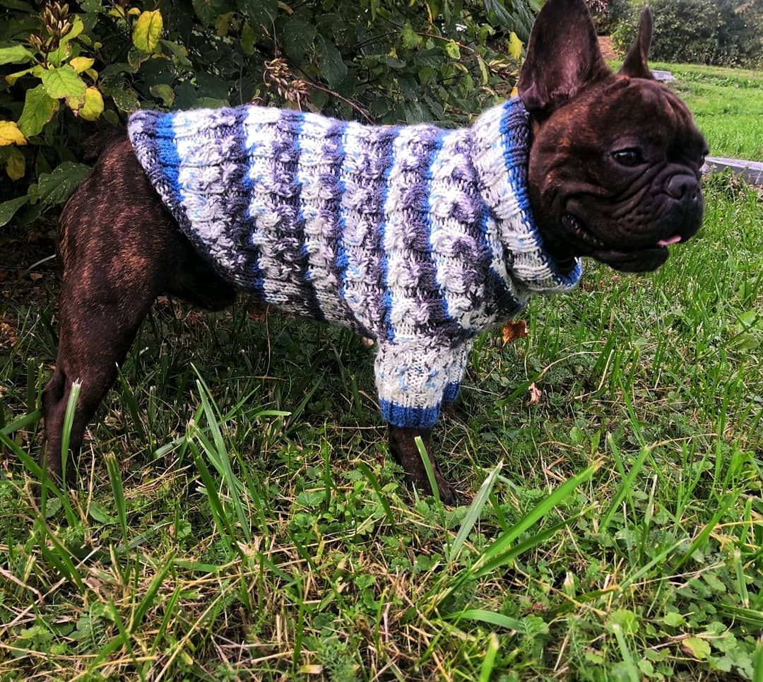 Связать свитер собаке спицами