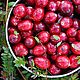  Candlescience США Cranberry Woods/Клюквенный лес 20 гр, Ароматизаторы, Новосибирск,  Фото №1