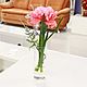 Carnation in a glass vase with water Island, Plants, Moscow,  Фото №1
