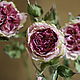 Английские розы 'Мери Энн'. Цветы. Евгения 'HAT TIME' шляпы и цветы. Интернет-магазин Ярмарка Мастеров.  Фото №2