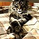 Мейн-кун (IPEG/PDF). Фотографии. KARINA (CatsAndOthers). Интернет-магазин Ярмарка Мастеров.  Фото №2