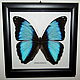 Бабочка Морфо Деидамия Morpho deidamia, Картины, Лотошино,  Фото №1