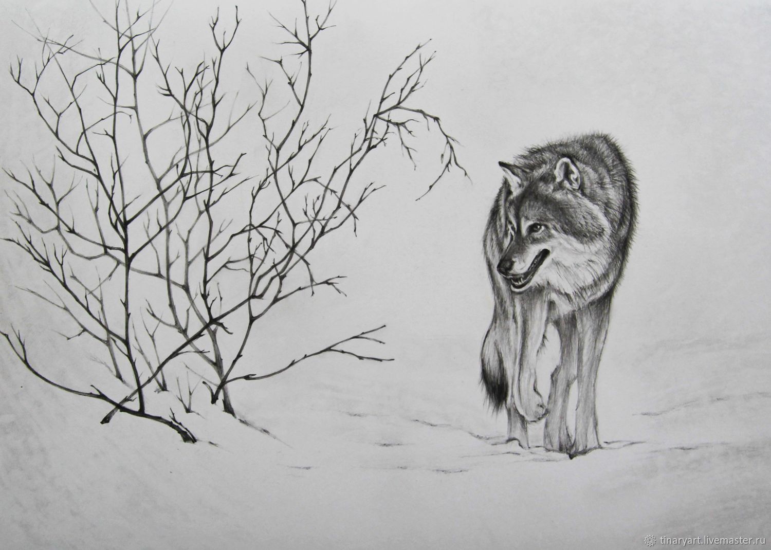 Волки зимой рисунок карандашом