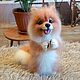 Juguetes: Spitz de lana, Felted Toy, Orsk,  Фото №1
