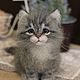 Заказать Котенок "Малыш". Анна Петинати. Ярмарка Мастеров. . Войлочная игрушка Фото №3