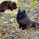 Кот. (из войлока) Игрушка на заказ по фото кота, кошки, Войлочная игрушка, Пошехонье,  Фото №1