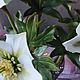 Морозник. Зимовник. Helleborus. Полимерная глина (холодный фарфор). Букеты. Lovely flower. Ярмарка Мастеров.  Фото №8