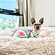 Заказать Одежда для кошек "Комбинезон -  арбузы". Happy-Sphynx. Ярмарка Мастеров. . Одежда для питомцев Фото №3
