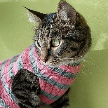 Выбор цвета для свитера кошке