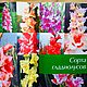 Винтаж: Книга Гладиолусы А.Н.Громов Т.В.Ардабьевская. Книги винтажные. Vintagvesymir (marina-ohv). Ярмарка Мастеров.  Фото №4