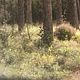 Заказать Фазан в сосновом бору. Илья, Магия красок (magicofcolour). Ярмарка Мастеров. . Картины Фото №3