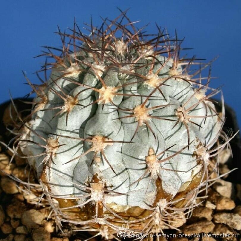 Gymnocalycium gaponii