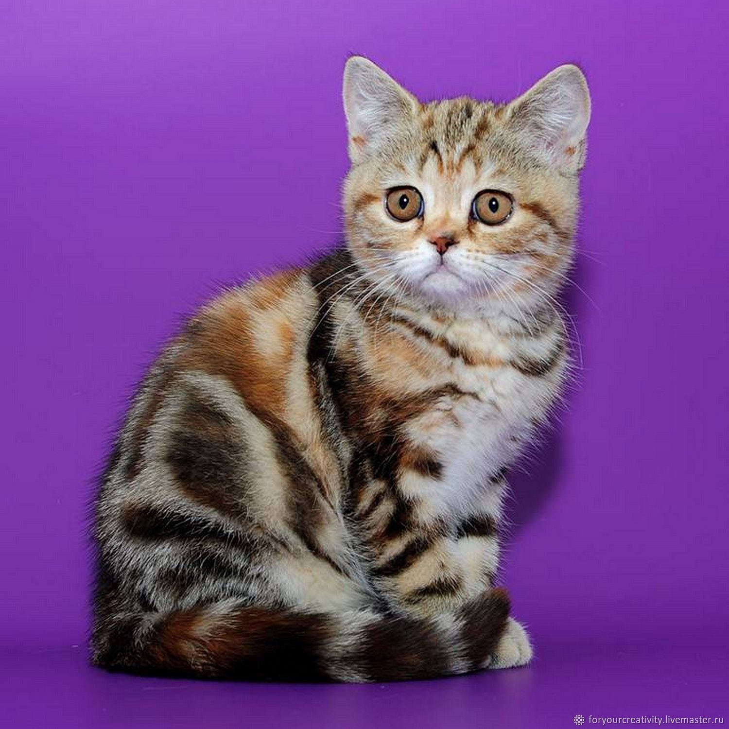 Шотландская порода кошек окрасы. Черепаховый тигровый Браун-табби. Шотландская табби. Шотландская вислоухая кошка табби. Британская кошка табби черепаховая.