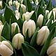 Букет Тюльпаны 51шт Сорт на выбор Цветы на 8 марта. Подарки на 8 марта. DARK FLORIST Флористика Декор ЦВЕТЫ. Интернет-магазин Ярмарка Мастеров.  Фото №2