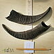 Goat horns paired No. №9. Along the chord 19 cm. Horns. Klubok-nitok. My Livemaster. Фото №4