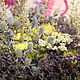 A bouquet of dried flowers.Oregano.thistle. wormwood. herbs. Bouquets. Ekostil. Online shopping on My Livemaster.  Фото №2