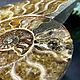 Ammonite is a natural fossil. An unusual gift art 751. Stones. Iz kamnej. Online shopping on My Livemaster.  Фото №2
