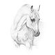 Портрет лошади, рисунок лошади, картина белая лошадь, Картины, Москва,  Фото №1