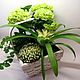 Заказать Аранжировка "Всплеск" Живые растения в подарок. DARK FLORIST Флористика Декор ЦВЕТЫ. Ярмарка Мастеров. . Растения Фото №3