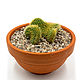 Isolated pictures of cactus Cleistocactus 9 photos. Photo. merlin-hat (Merlin-hat). My Livemaster. Фото №6