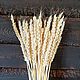 Пшеница отбеленная. Сухоцветы, Сухоцветы для творчества, Сочи,  Фото №1