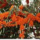 Бусы.Облепиха. Колье. Кумпан Юлия FLOWERS  ACCESSORIES. Ярмарка Мастеров.  Фото №4
