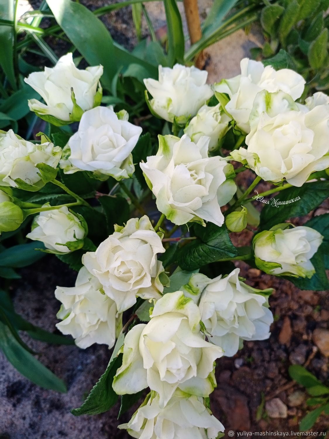 Белые кустовые розочки из холодного фарфора – заказать на Ярмарке ...