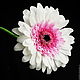 Order Gerbera pink and White polymer clay. Marina Zhadan. Livemaster. . Composition Фото №3