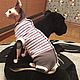 Одежда для кошек "Боди Полосатый леденец". Одежда для питомцев. Happy-Sphynx. Интернет-магазин Ярмарка Мастеров.  Фото №2