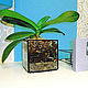 Кашпо (горшок) для орхидеи настенное прозрачное стеклянное. Кашпо. MiniFlora. Интернет-магазин Ярмарка Мастеров.  Фото №2