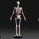 Фигурка Скелет человека мужской. Статуэтки. Высокое 3D искусство. Ярмарка Мастеров.  Фото №4