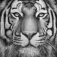 Portrait of a tiger, paper, pencil, 40h40, Pictures, Moscow,  Фото №1