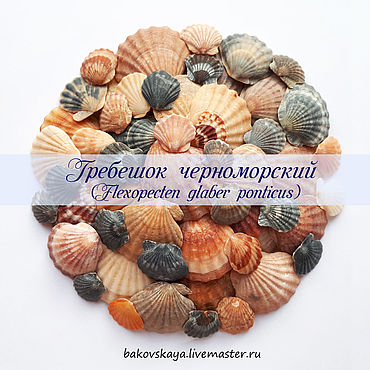 Ракушки морские - Гребешок Черноморский (Flexopecten glaber ponticus). . Материалы для творчества ручной работы - Ярмарка Мастеров Материалы для творчества ручной работы. Ярмарка Мастеров - ручная работа Ракушки морские - Гребешок Черноморский (Flexopecten glaber ponticus). Handmade.