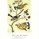 Винтаж: Audubon Гравюры #3 Птицы и цветы винтаж интерьер. Картины винтажные. Gala-presents. Ярмарка Мастеров.  Фото №4