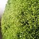 Ball of stabilized moss. Topiary. Антонина Литовкина - Озеленение (Планета Флористики). My Livemaster. Фото №6