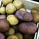 Еда для кукол: картофель, морковь. Кукольная еда. Татьяна kyzecka. Ярмарка Мастеров.  Фото №5