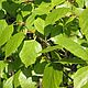 Order Birch leaf birch leaf. Dary Prirody. Livemaster. . Tea and Coffee Sets Фото №3