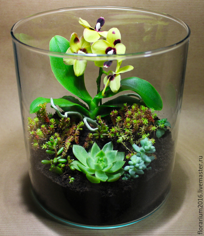 Орхидея в флорариуме
