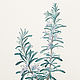 Botanical watercolor, Rosemary. Pictures. Belasla. My Livemaster. Фото №5