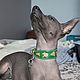 Collar for dog genuine leather, Dog - Collars, Yoshkar-Ola,  Фото №1