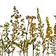 Набор растений плоской сушки № 22, луговые травы, Сухоцветы для творчества, Грайворон,  Фото №1