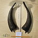 Goat horns paired No. №9. Along the chord 19 cm. Horns. Klubok-nitok. Online shopping on My Livemaster.  Фото №2