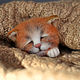 Felted brooch sleeping cat, Brooches, Arkhangelsk,  Фото №1