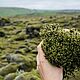 Hydrolate natural Icelandic moss (Cetraria), Tonics, Moscow,  Фото №1